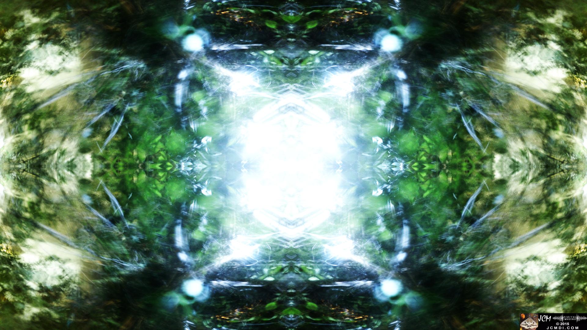 Scrub Jay Nest Time Lapse Hero4 Abstract quadroscopic